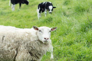 Sheep lying in grass with lamb