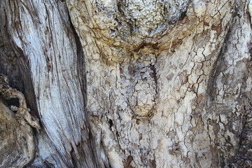 Old, rough textured, knotted, weathered, rotten, cracked, plank - knot detail. 
