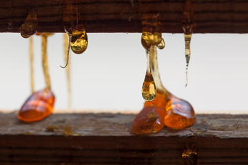 Detail of the sticky natural resin dripping