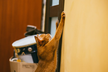 Abyssinian Funny cat in torn or scratches wallpaper with his sharp claw in the flat