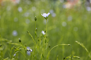 linen flower