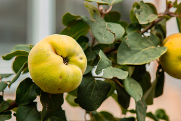 Ripe quince fruit grows in the garden. Fresh lime fruit hanging on a branch. Organic vegetable growing.
