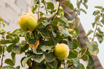 Ripe quince fruit grows in the garden. Fresh lime fruit hanging on a branch. Organic vegetable growing.