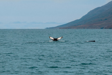 Obraz premium humpback tale whale