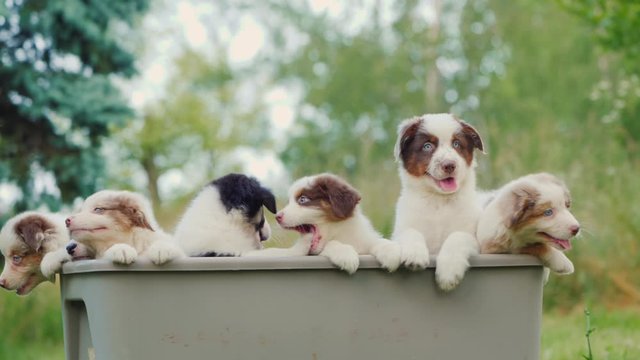 A group of carefree little puppies peeping out of a basket in the garden