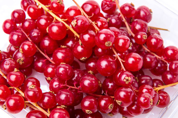 Red currants presented on white background