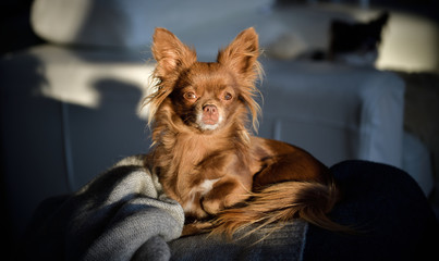 A small Chihuahua illuminated by the last rays of sunshine on a winter afternoon rests in darkness as it looks into the camera