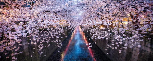 Fotobehang Nakameguro Sakura-festival in Tokio © eyetronic