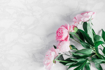 Beautiful pink peonies on a marble background