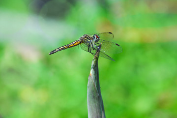 Dragonfly with big eyes resting on the tip of a flower bud