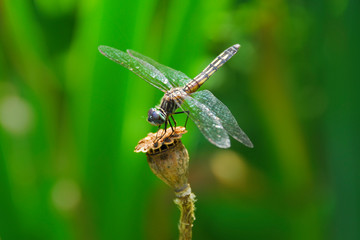 Dragonfly with big eyes resting on the tip of a poppy flower seedpod