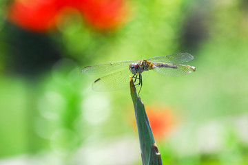 Dragonfly with big eyes resting on the tip of a flower bud
