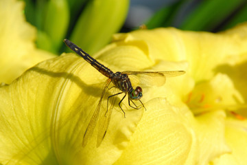 Dragonfly resting on a yellow daylily flower 