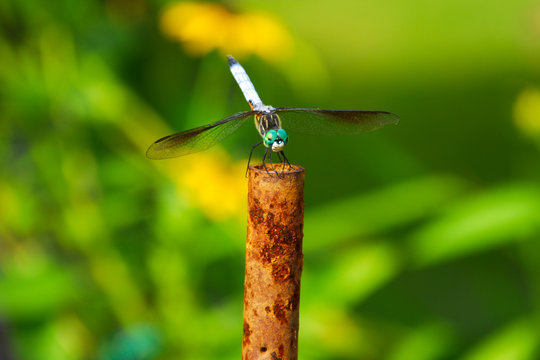 Blue Dragonfly with big green eyes resting on the tip of a rusted steke