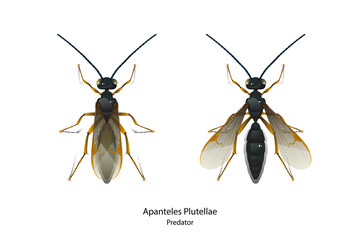 Apanteles Plutellae vector is predator insect for rid Pest.