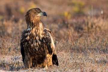 Eagle, White tailed juvenile, surprised bird, copy space