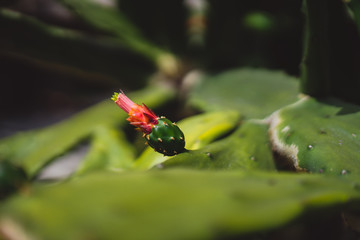 Cactus flower bud