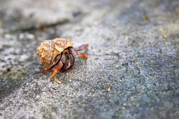 Wild Hermit Crab (landscape)