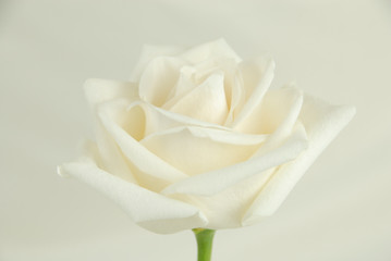 White rose isolated on a white background. Cream colored rose on a cream background