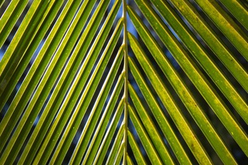 Palm leaves closeup