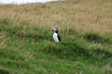 puffin in the grass