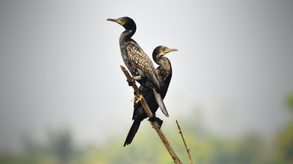 Cormorant