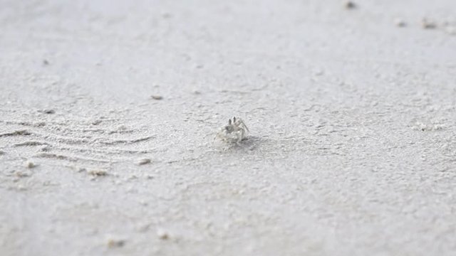 Small white ghost crab walking on the sand, Thailand, Koh Mook