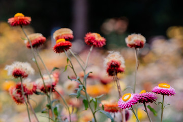 color blossom flower in the garden