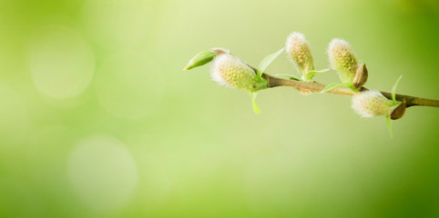 Soft Spring nature background with pussy willow branch