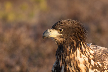 Eagle, White tailed sea eagle, proud face close up, copy space