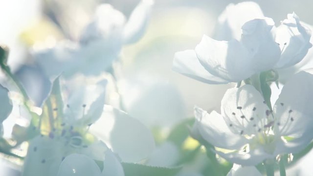 Spring Flowering. Flowers blossoming pear closeup backlit volume sunlight and romantic haze. Slow Motion at a rate of 240 fps