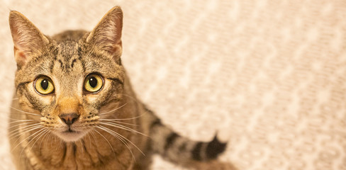 gato