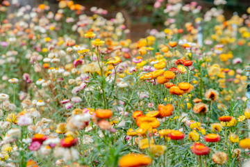 color blossom flower in the garden