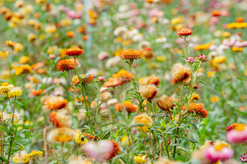 many color papaer flower in garden