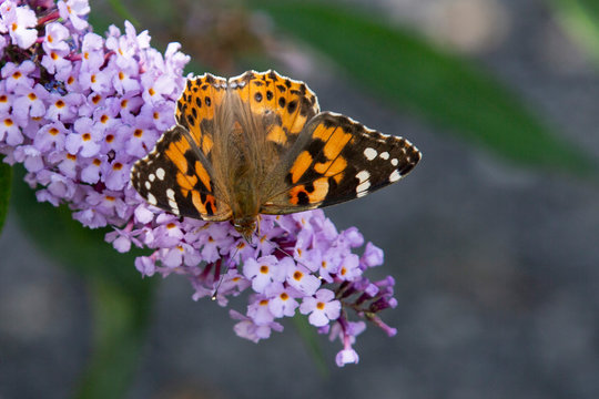Painted Lady butterfly on buddlea flower