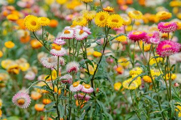 many color papaer flower in garden