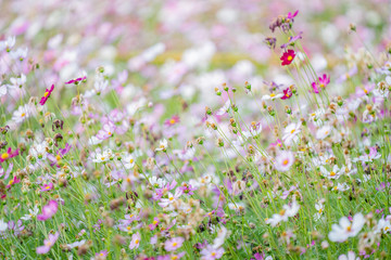 Fototapeta premium cosmos many color in my garden
