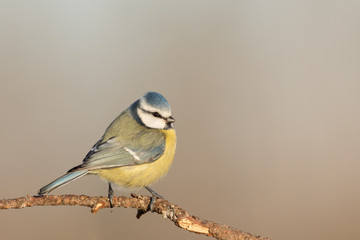 blue tit on branch