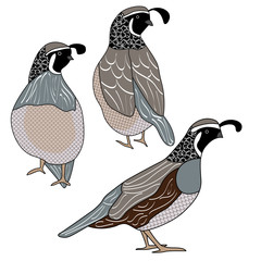 Vector Quail Birds in Black, Brown, Gray and White Icon Set on White Background. Clip art for embellishing cards, newsletters, scrapbooking.