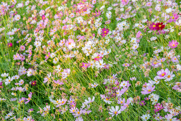 Naklejka premium cosmos many color in my garden