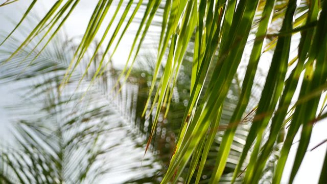 Coconut palm trees crowns against blue sunny sky perspective view from the ground. Tropical travel background landscape at paradise coast. Summer beach nature scene with green leaves sway in the wind.