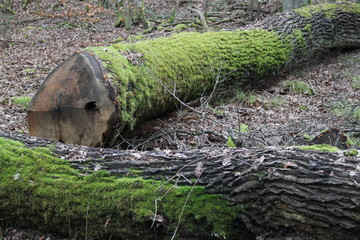 Bark trunk oak tree green moss