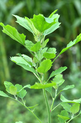 In nature, the grows quinoa (Chenopodium)