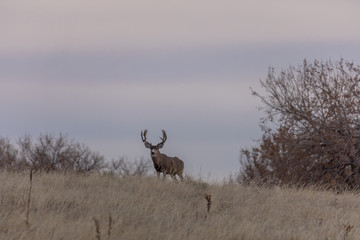 Mule dDer buck at Sunrise During the Fall Rut