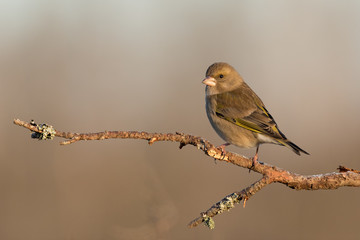 green finch on branch