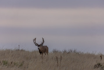 Mule dDer buck at Sunrise During the Fall Rut