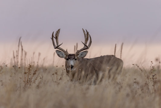Mule dDer buck at Sunrise During the Fall Rut