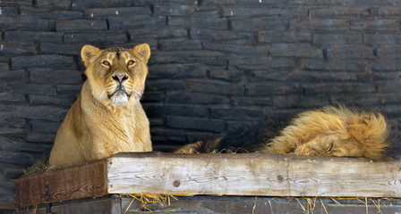 Asiatic lions (Pantera leo persica) © valeriyap