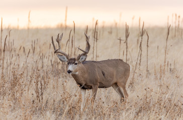 Mule dDer buck at Sunrise During the Fall Rut