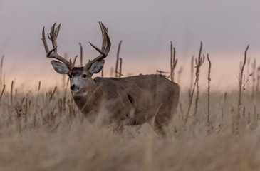 Mule dDer buck at Sunrise During the Fall Rut